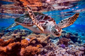 Preservando biodiversidad: como proteger la vida marina en un mundo cambiante